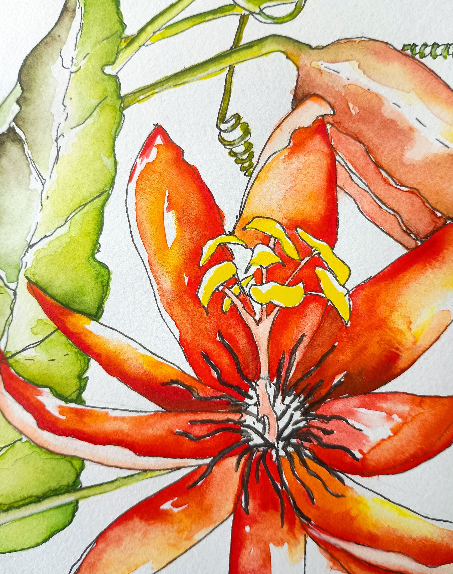 Red Passionfruit Flower Watercolour