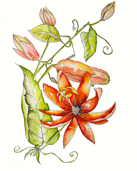 Red Passionfruit Flower Watercolour